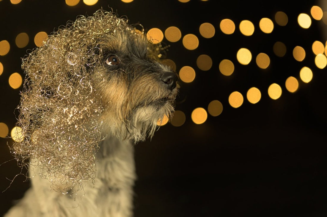 Silver and Gold Pet Care Products