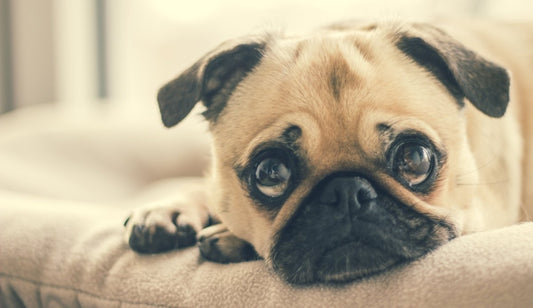 Top 5 Dangerous Foods for your Dog
